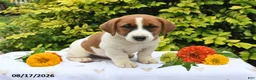 Mixed Breed dogs for sale: Drey - Ad 2