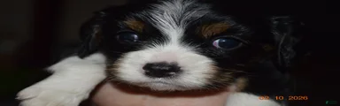 Cavalier King Charles Spaniel Puppy Blossom