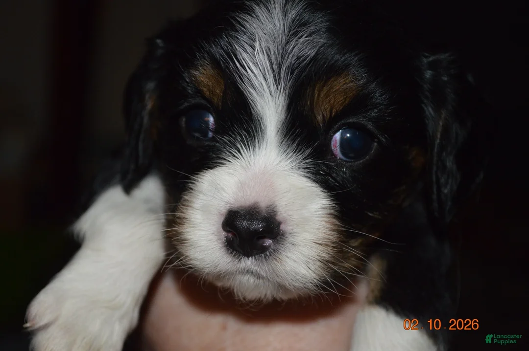 Cavalier King Charles Spaniel dogs for sale: Cavalier King Charles Spaniel Puppy Blossom - Ad 1