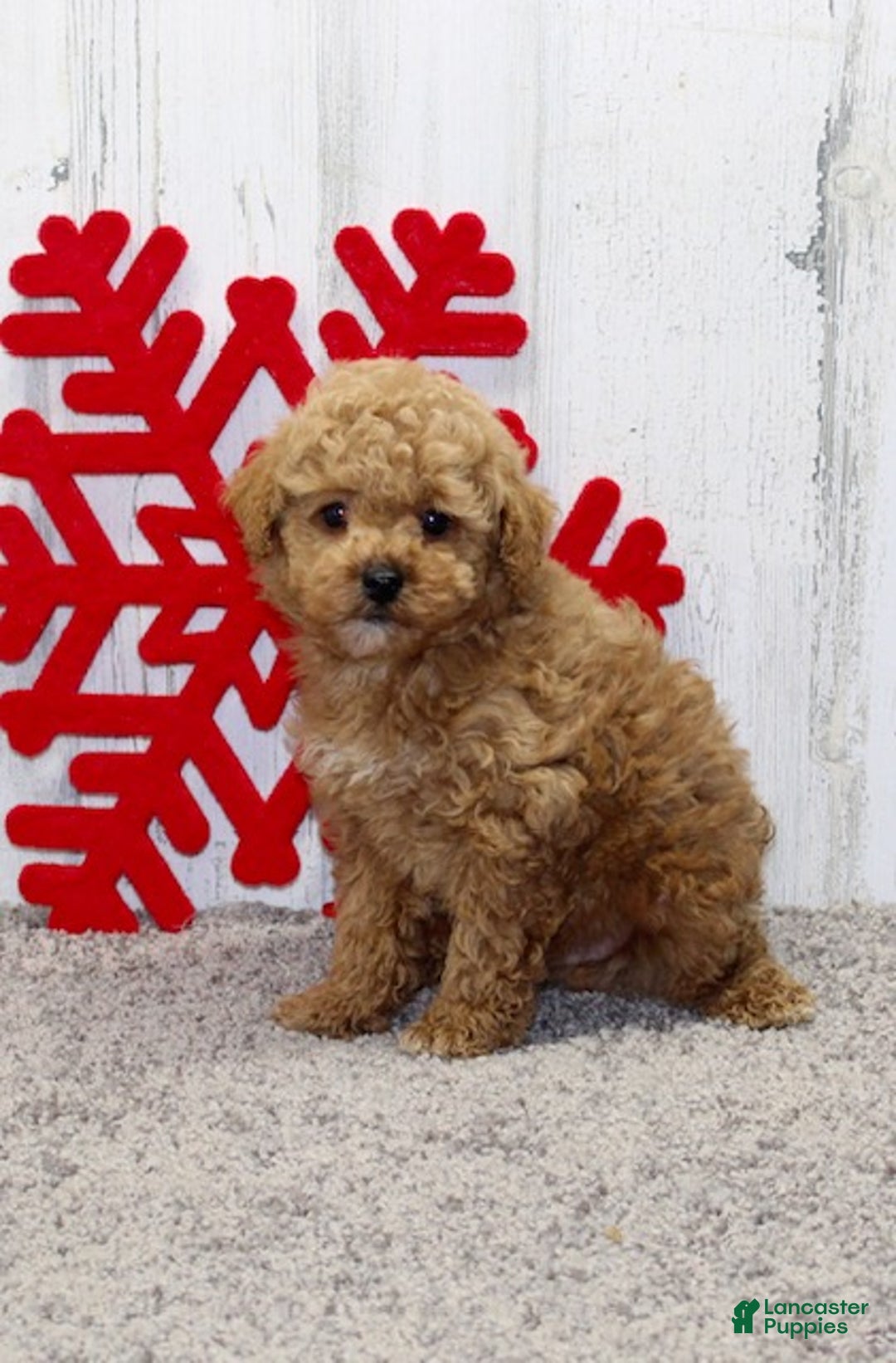 Miniature Poodle dogs for sale: Yeti - Ad 8