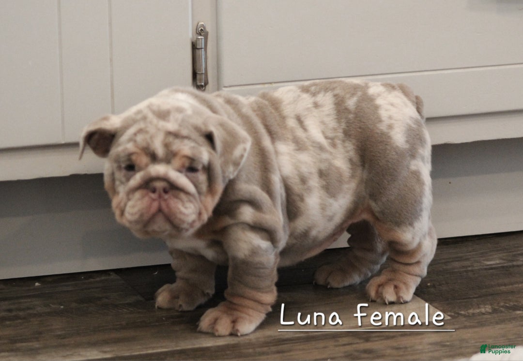 English Bulldog dogs for sale: English Bulldog Puppy 2 - Ad 1