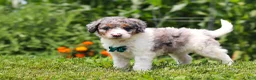 Mini Bernedoodle dogs for sale: Grady - Ad 5