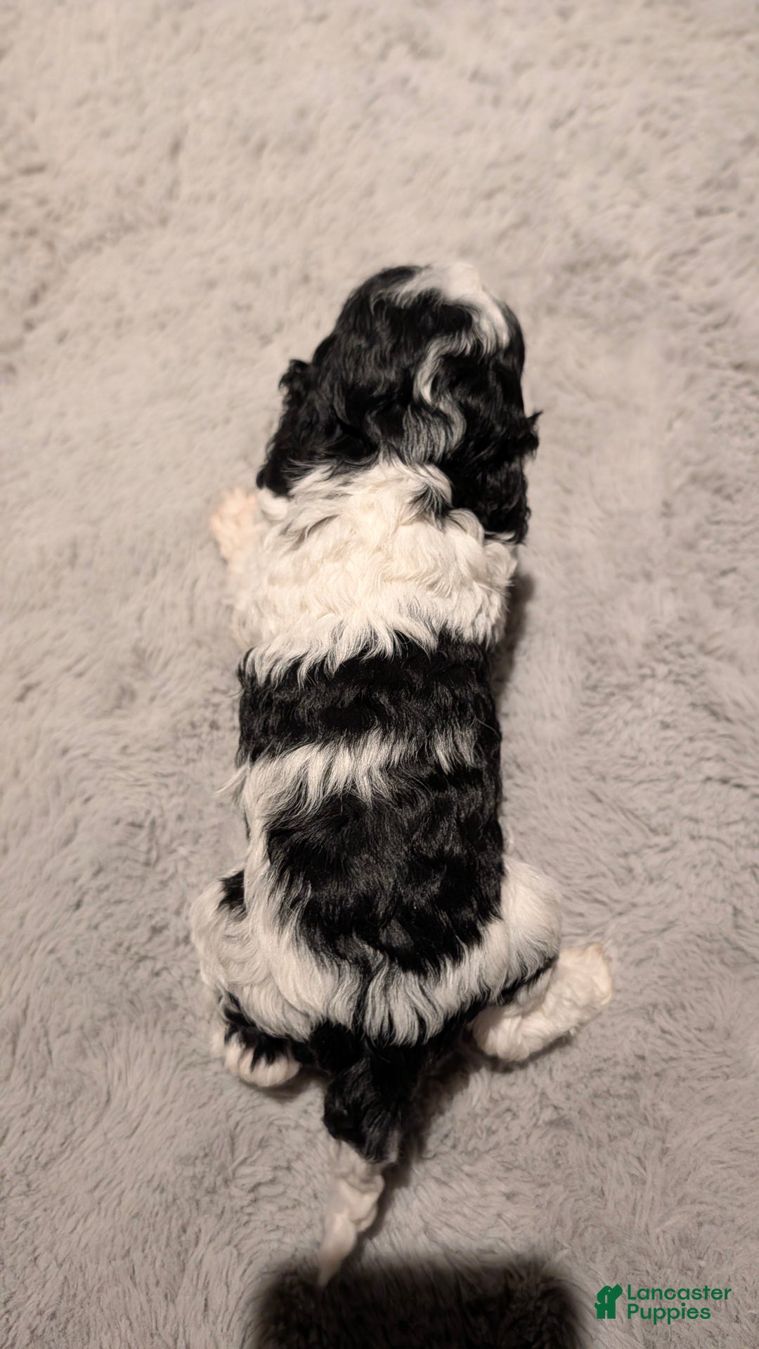 Cockapoo dogs for sale: Lucky (F2b) - Ad 3