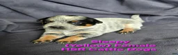 Australian Cattle Dog dogs for sale: Sleepy - Ad 1