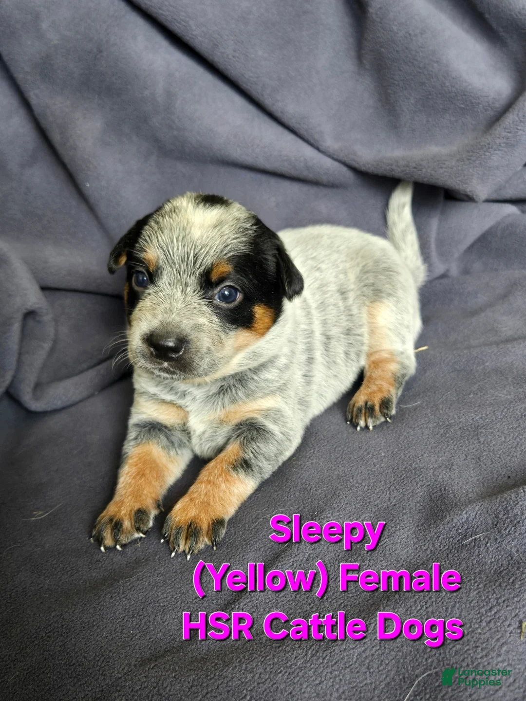 Australian Cattle Dog dogs for sale: Sleepy - Ad 1