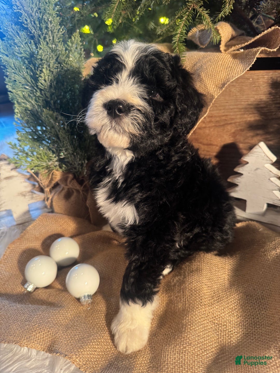 Bernedoodle dogs for sale: Australian Mountain Doodle Fuller - Ad 2