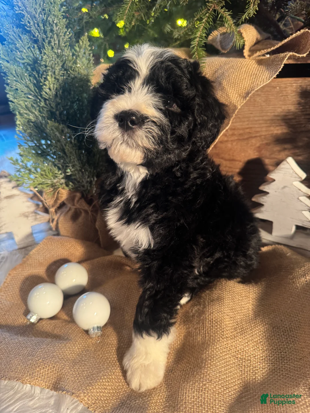 Bernedoodle dogs for sale: Australian Mountain Doodle Fuller - Ad 2