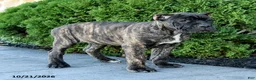 Cane Corso dogs for sale: Lyrica - Ad 3