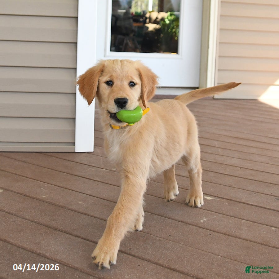 Golden Retriever dogs Maple   - Ad 1