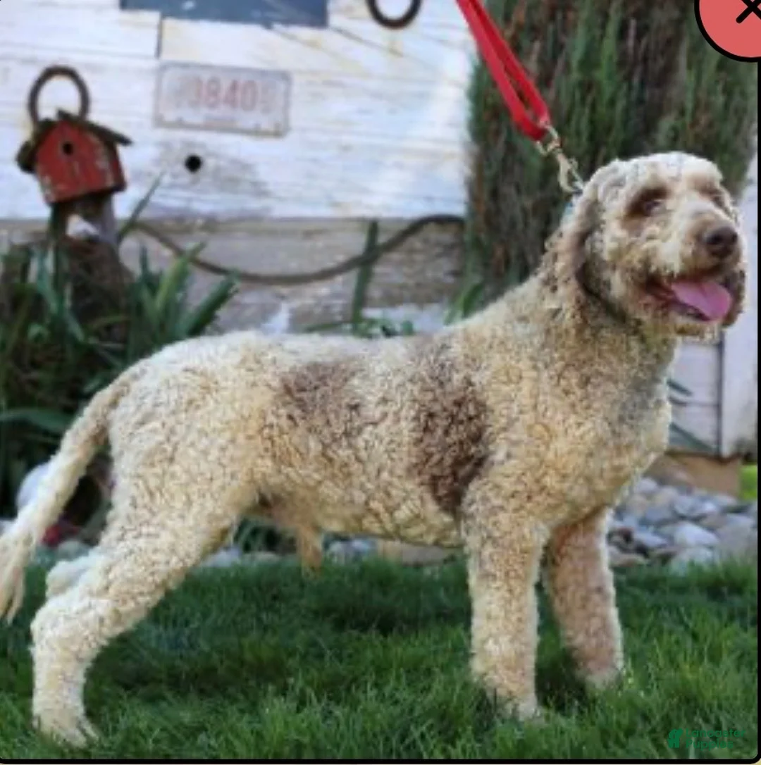 Labradoodle dogs for sale: Jenna - Ad 7