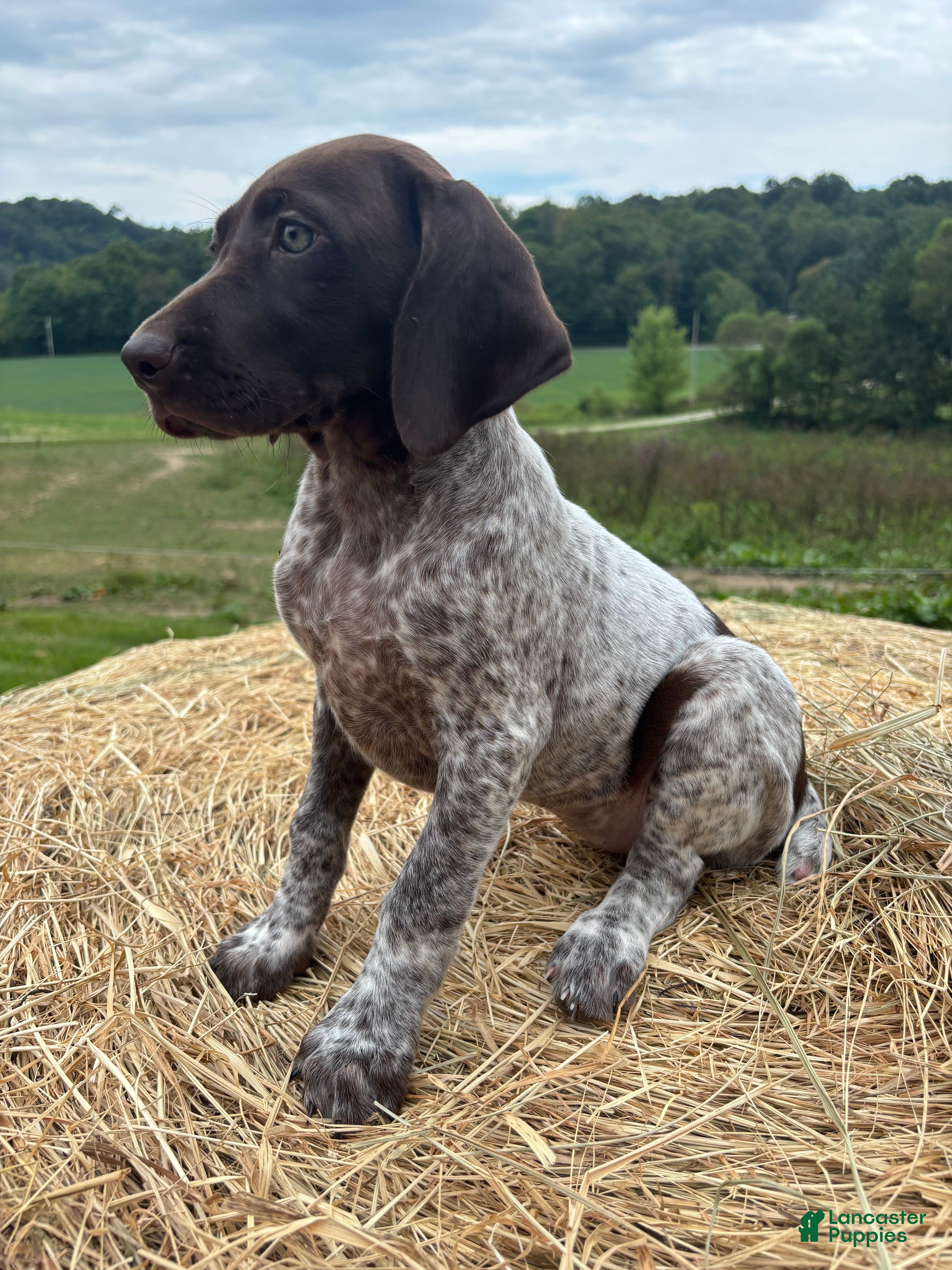 German Shorthaired Pointer dogs German Shorthaired Pointer 5 - Ad 36