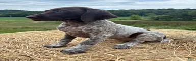 German Shorthaired Pointer 5