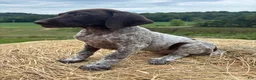 German Shorthaired Pointer dogs for sale: German Shorthaired Pointer 5 - Ad 1