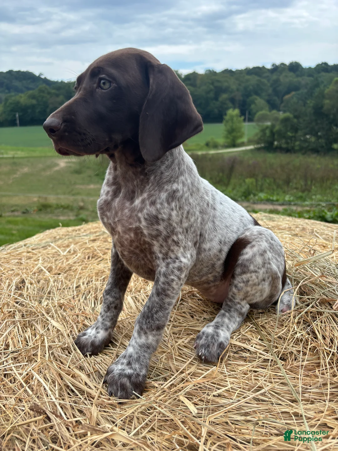 German Shorthaired Pointer dogs for sale: German Shorthaired Pointer 5 - Ad 1