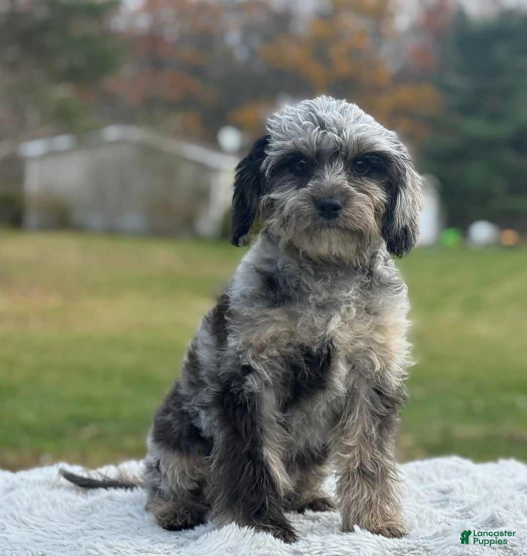 Cavapoo dogs for sale: Sasha - Ad 8