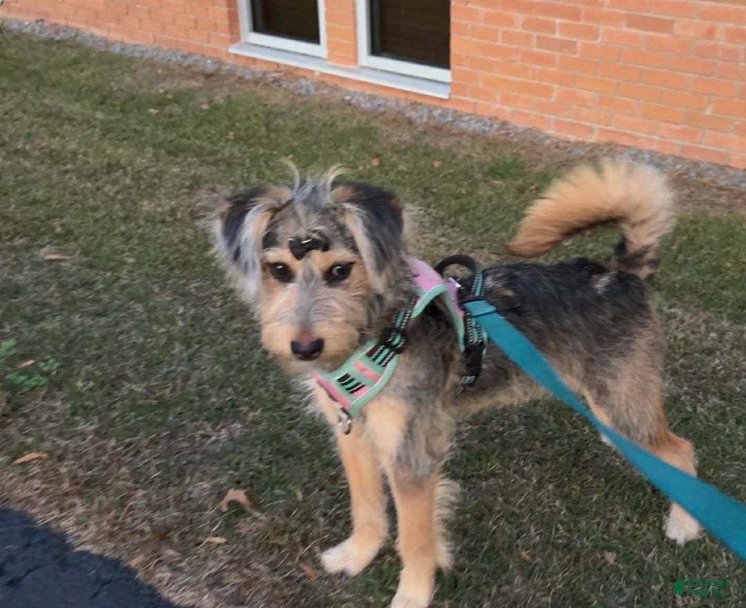 Miniature Australian Shepherd dogs for sale: Miniature Australian Shepherd Puppy 1 - Ad 1