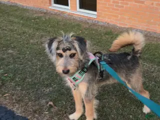 Miniature Australian Shepherd dogs Miniature Australian Shepherd Puppy 1 - Ad 1