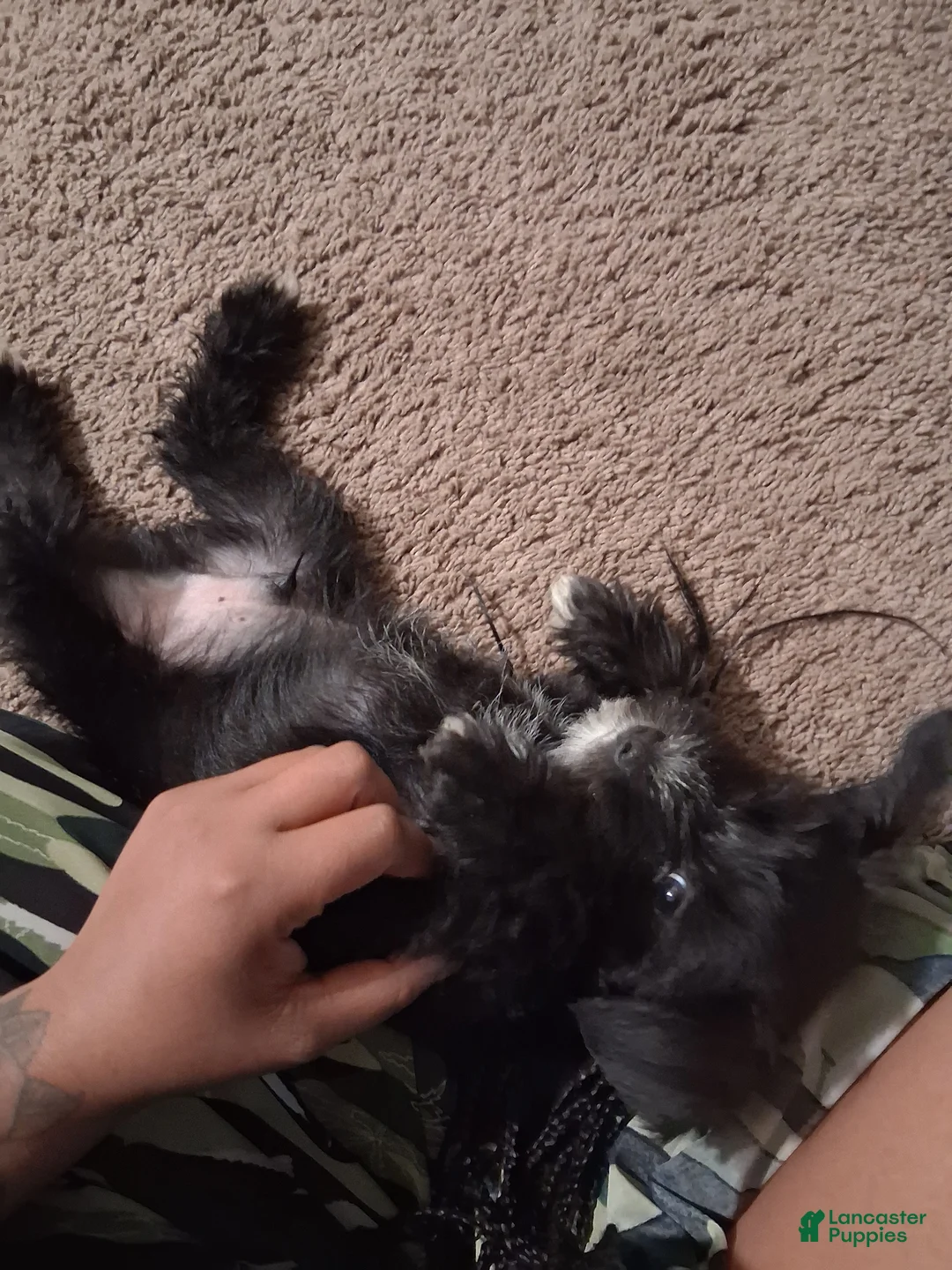 Miniature Schnauzer dogs for sale: Miniature Schnauzer Puppy 1 - Ad 3