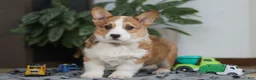 Welsh Corgi Pembroke dogs for sale: Jack - Ad 8