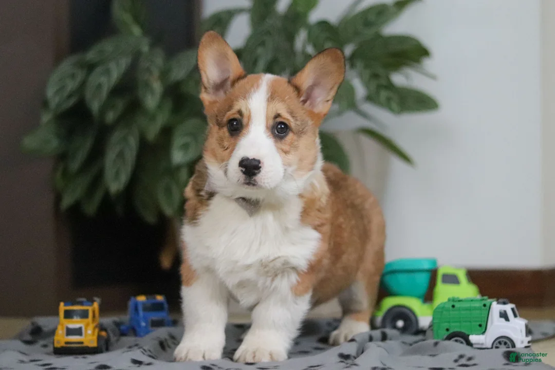 Welsh Corgi Pembroke dogs for sale: Jack - Ad 8
