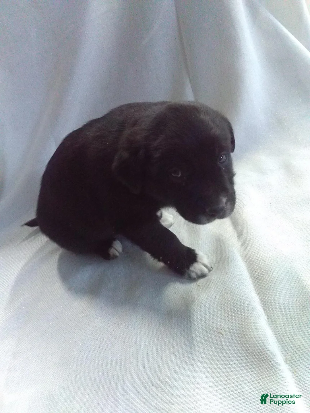 Mixed Breed dogs for sale: Mixed Breed Puppy 2 - Ad 2