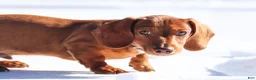 Dachshund dogs for sale: Harley - Ad 12