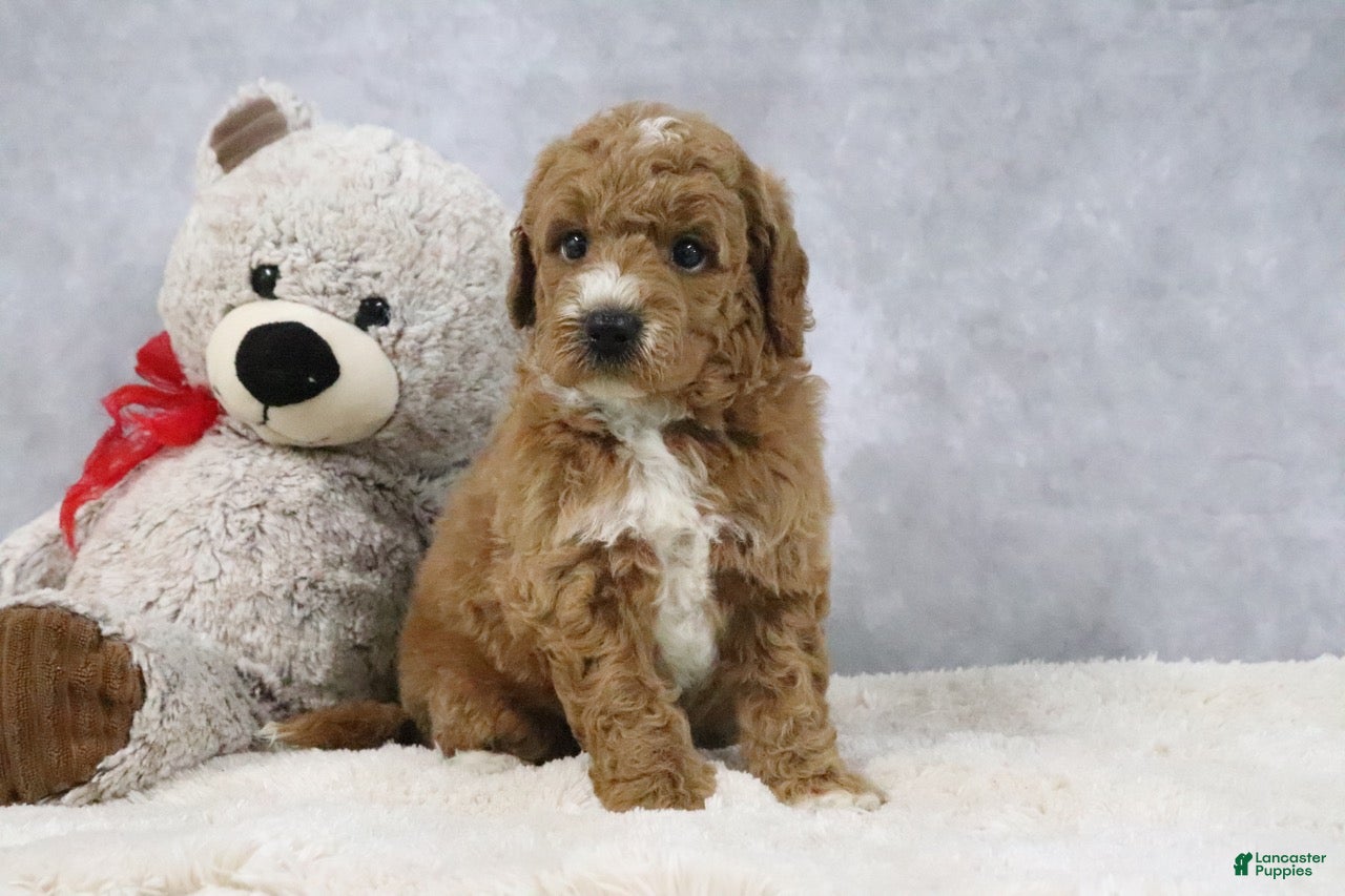 Mini Goldendoodle dogs for sale: Angel - Ad 3