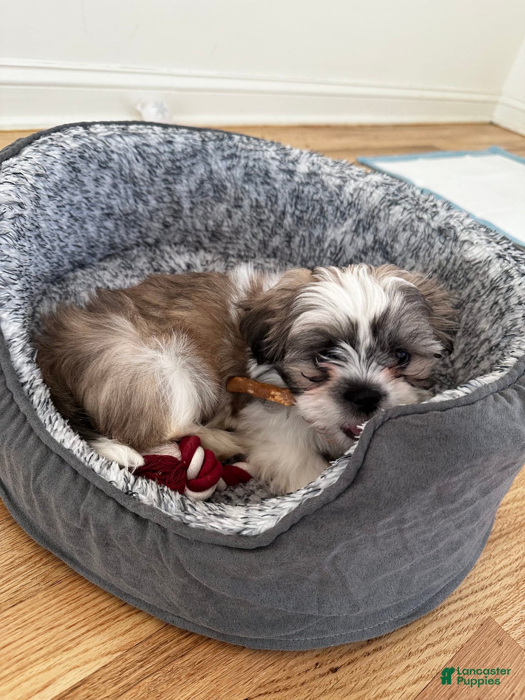 Gallery Image {{count}}