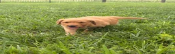 Golden Retriever dogs for sale: Liberty - Ad 3