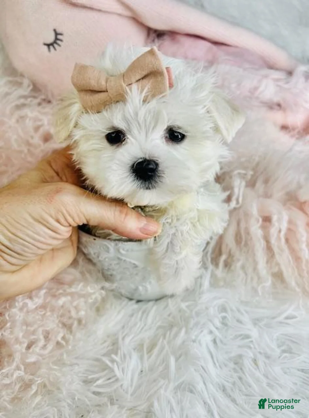 Maltese dogs for sale: Maltese Puppy 1 - Ad 5