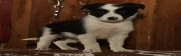 Border Collie dogs for sale: Duke - Ad 2
