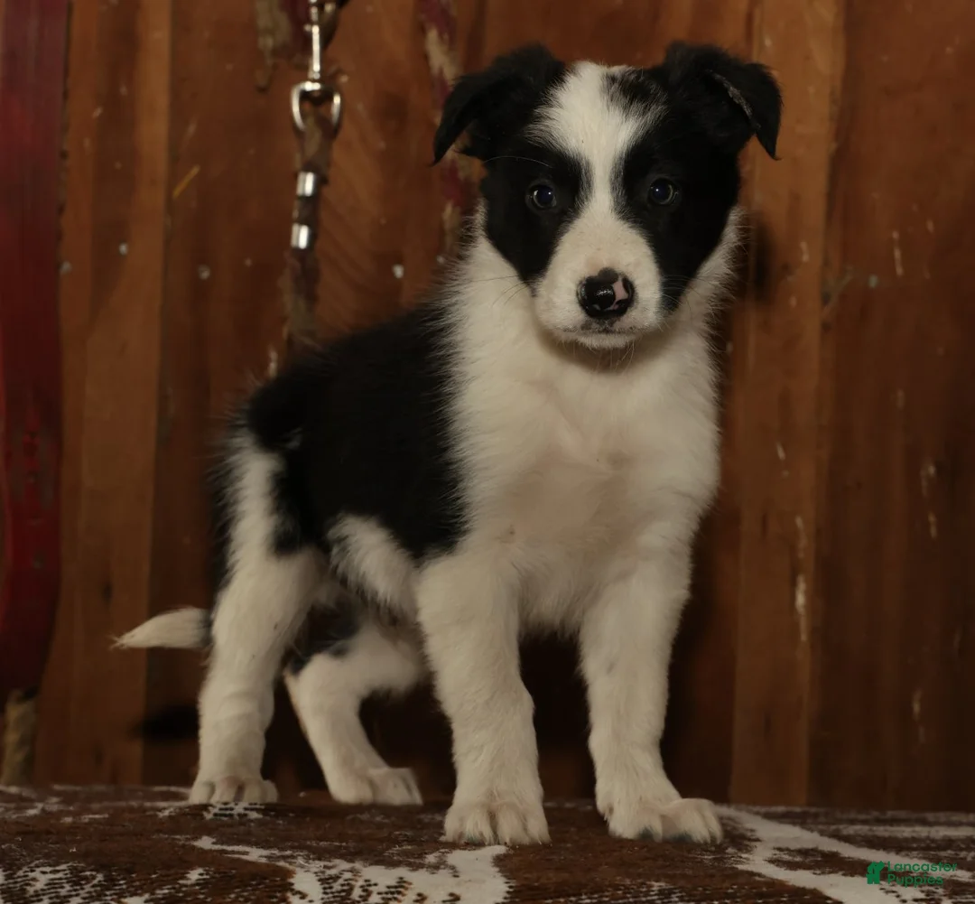 Border Collie dogs for sale: Duke - Ad 2