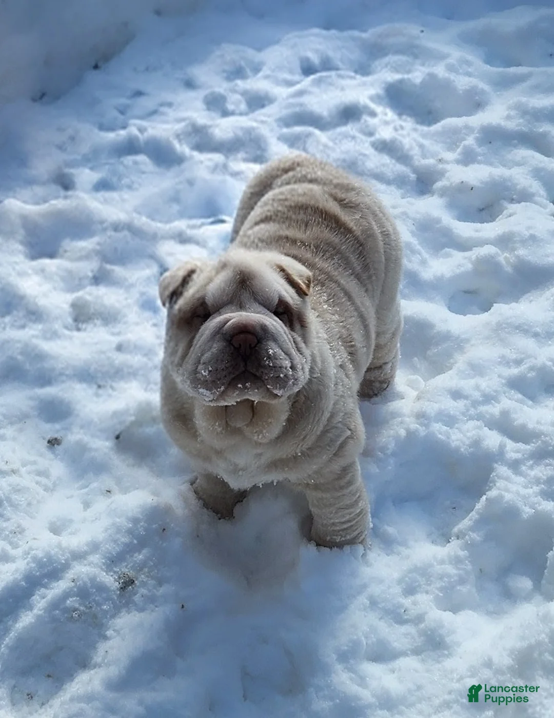 Shar Pei dogs for sale: Blizzard mini - Ad 3