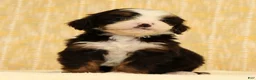 Mini Bernedoodle dogs for sale: Stella - Ad 4