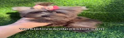 Yorkshire Terrier dogs for sale: Small black Merle female  - Ad 4