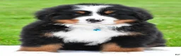 Bernese Mountain Dog dogs for sale: Rexton - Ad 2