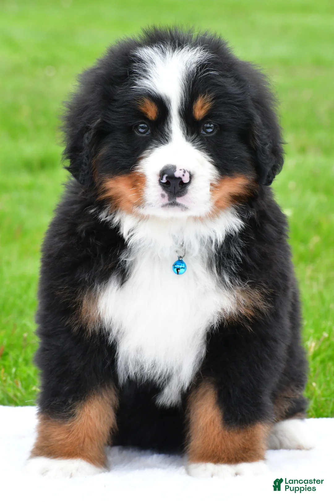 Bernese Mountain Dog dogs for sale: Rexton - Ad 2
