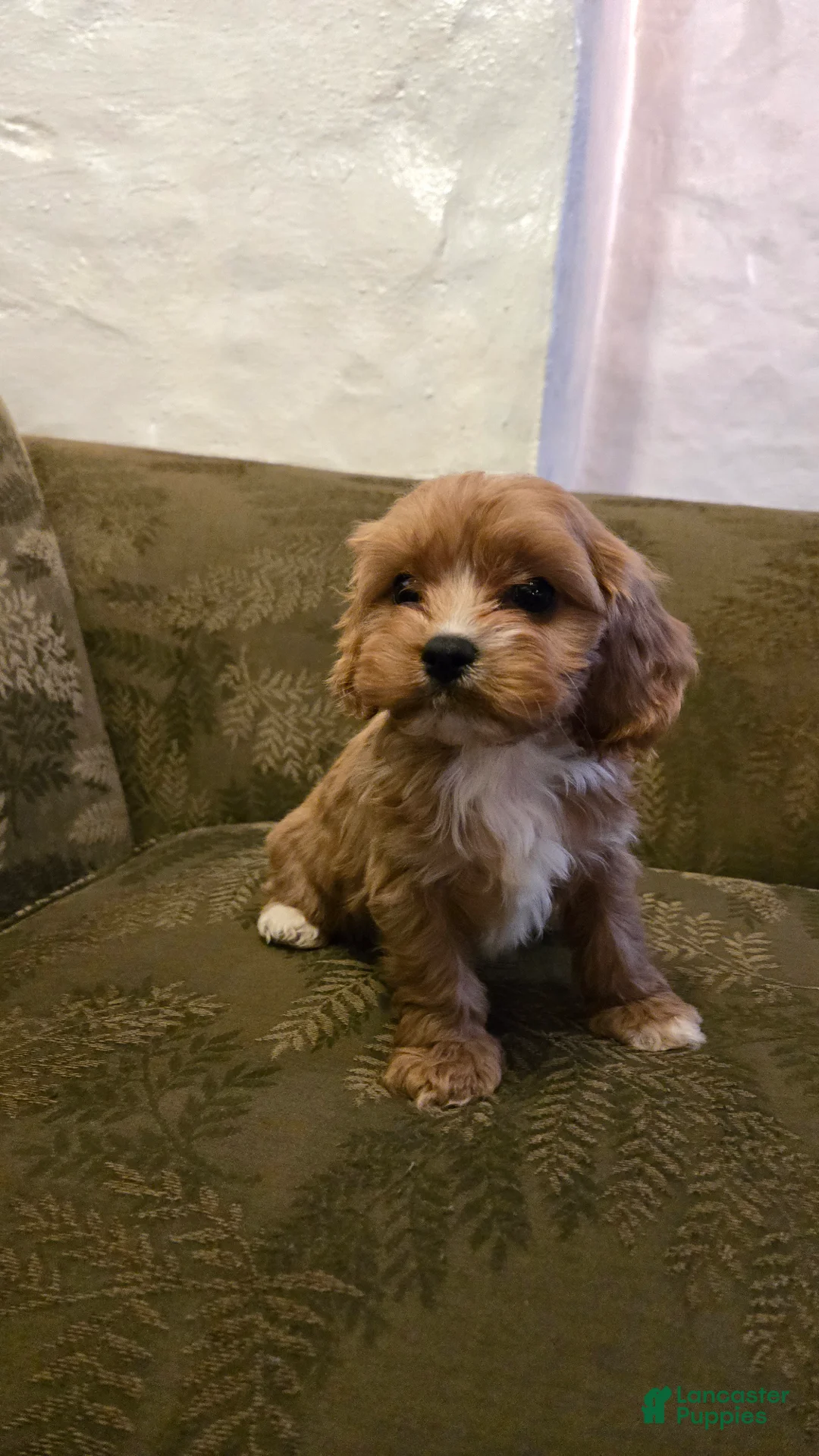 Cavapoo dogs for sale: Wes - Ad 1