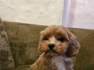 Cavapoo dogs Wes - Ad 10