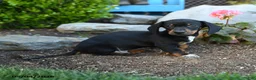Miniature Dachshund dogs for sale: Ringo - Ad 4