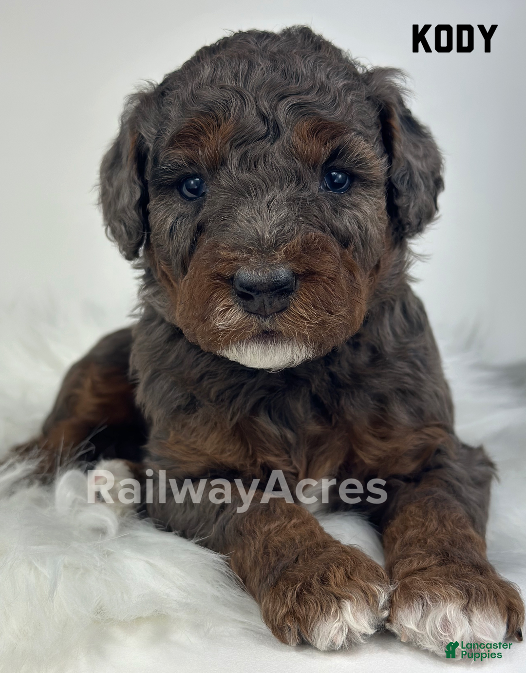 Mini Goldendoodle dogs for sale: Kody-Petite - Ad 3
