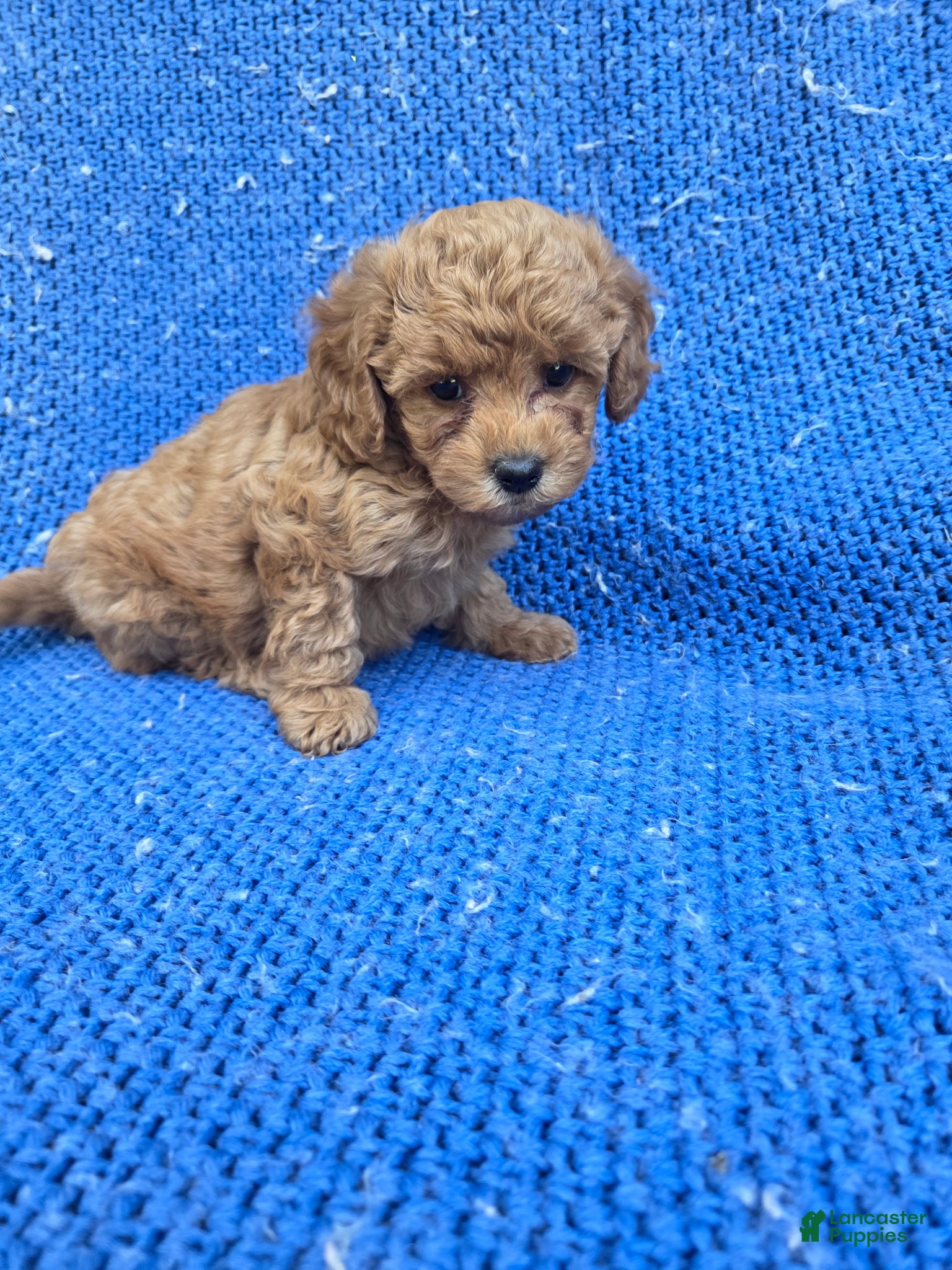 Toy Poodle dogs Ava - Ad 13
