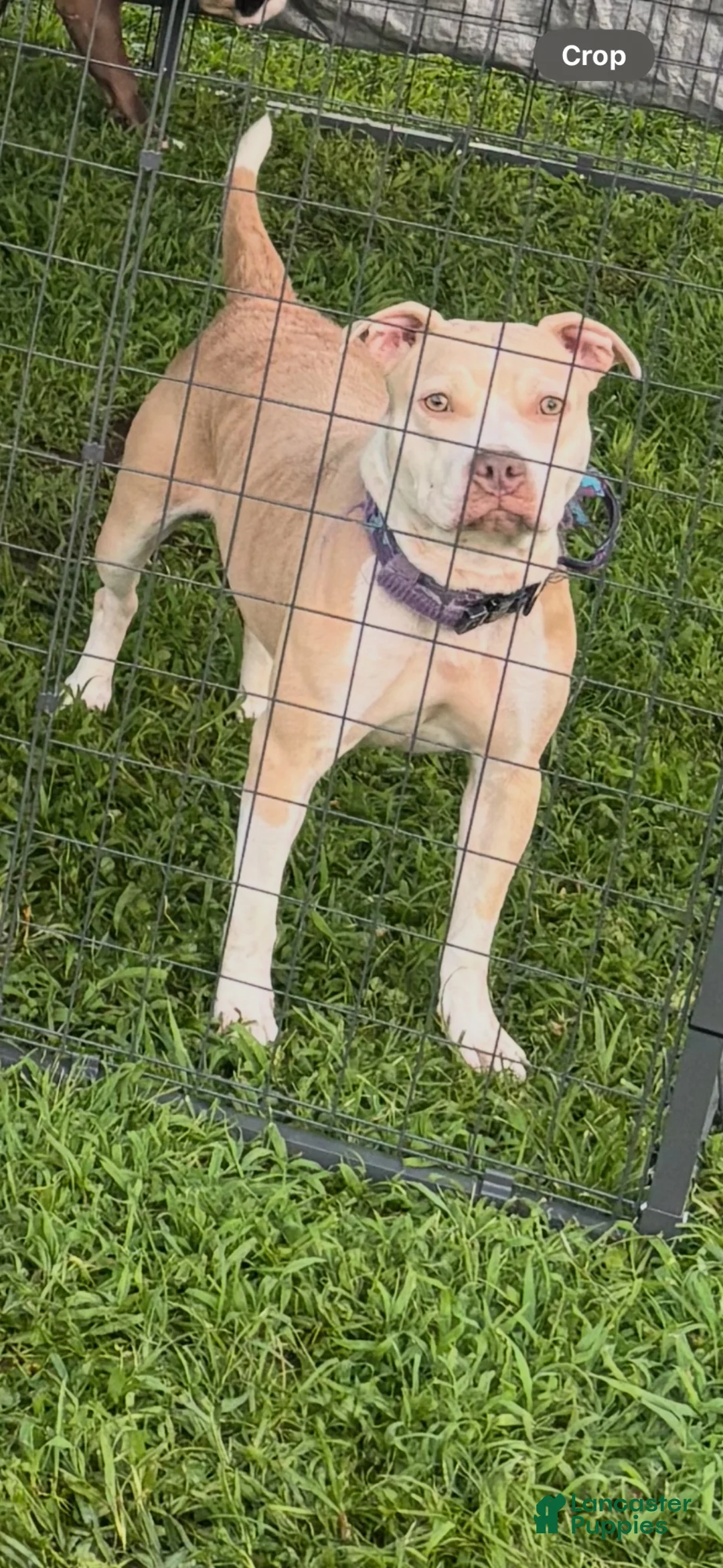American Bully dogs for sale: American Bully 2 - Ad 2
