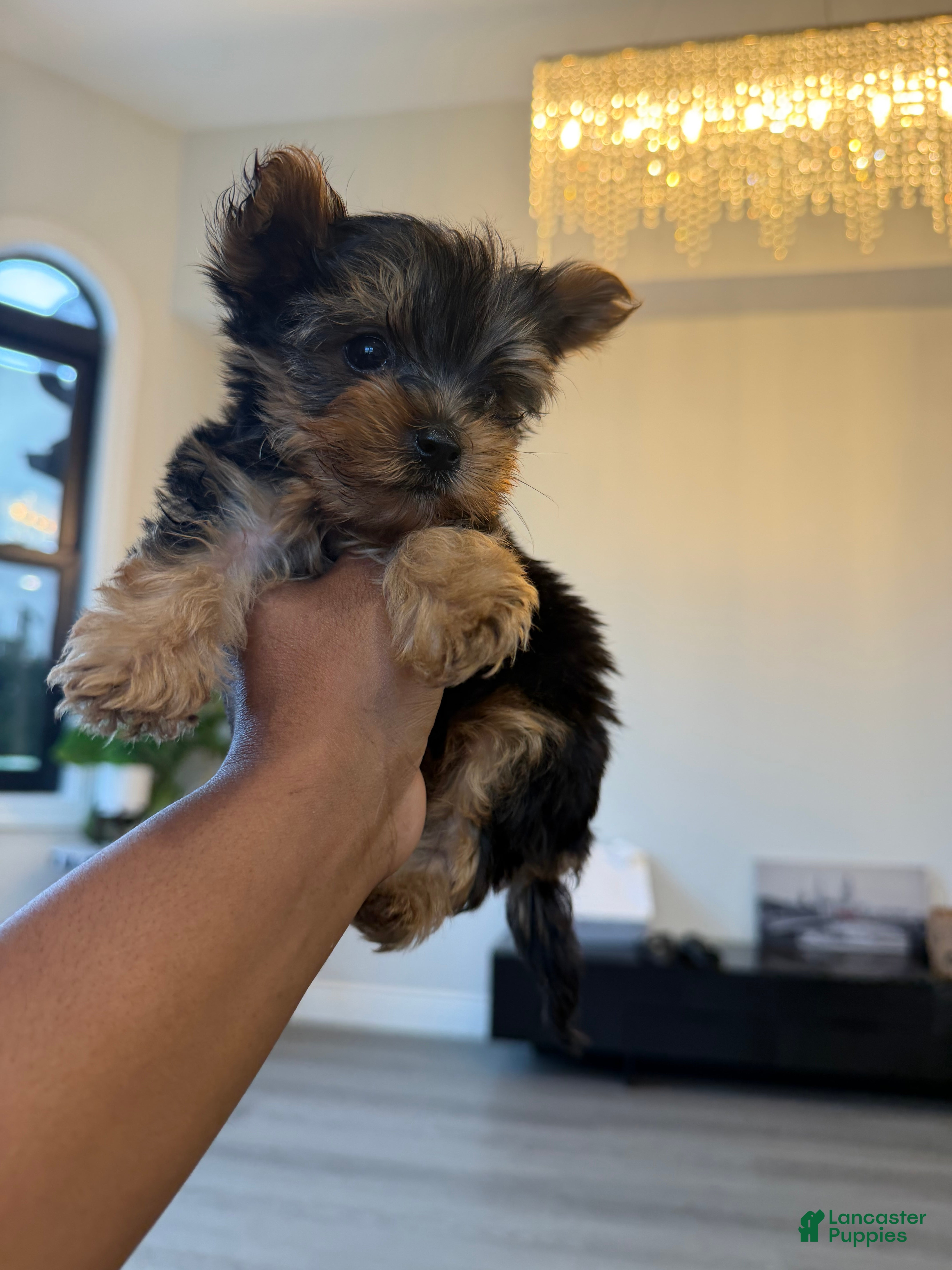 Yorkshire Terrier dogs Yoshi - Ad 1