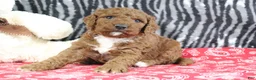 Mini Goldendoodle dogs for sale: Maggie - Ad 6