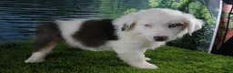 Miniature Australian Shepherd dogs for sale: Irene - Ad 17