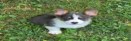 Welsh Corgi Pembroke dogs for sale: Larry the low rider - Ad 16