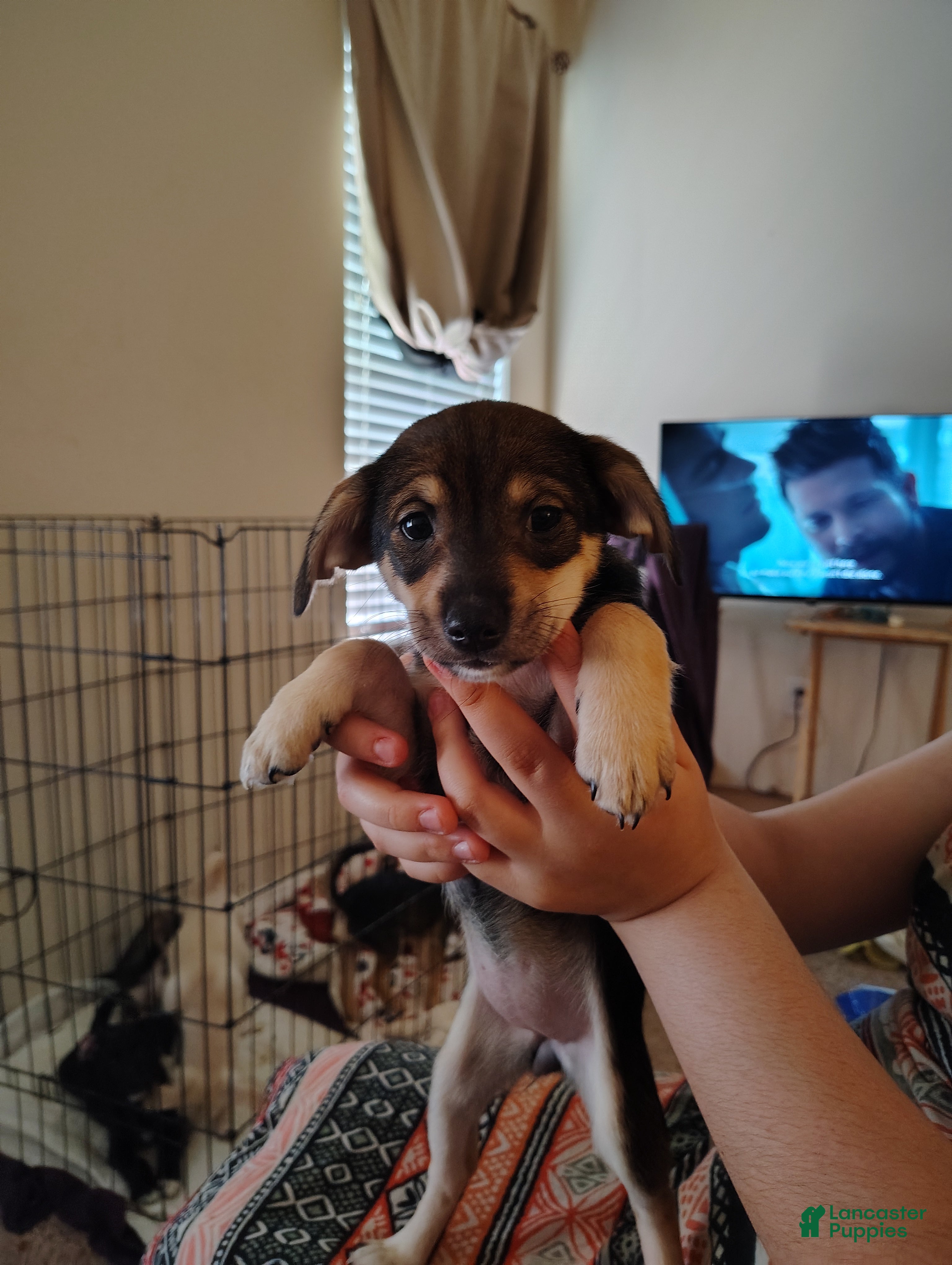 Mixed Breed dogs Mixed Breed Puppy 5 - Ad 2