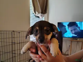 Mixed Breed dogs Mixed Breed Puppy 5 - Ad 6