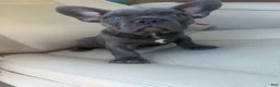 French Bulldog dogs for sale: Pepper - Ad 2
